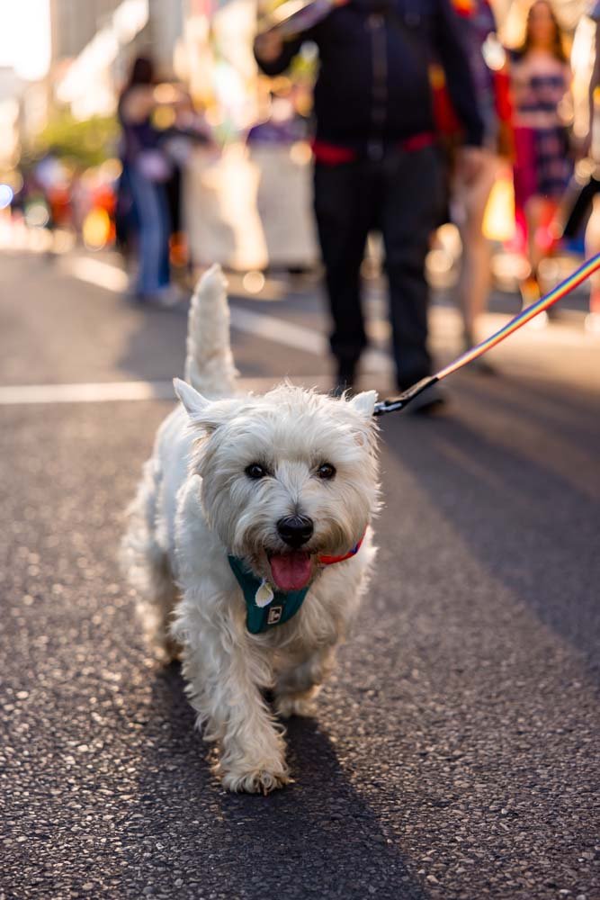 20251105_Adelaide Pride March 172