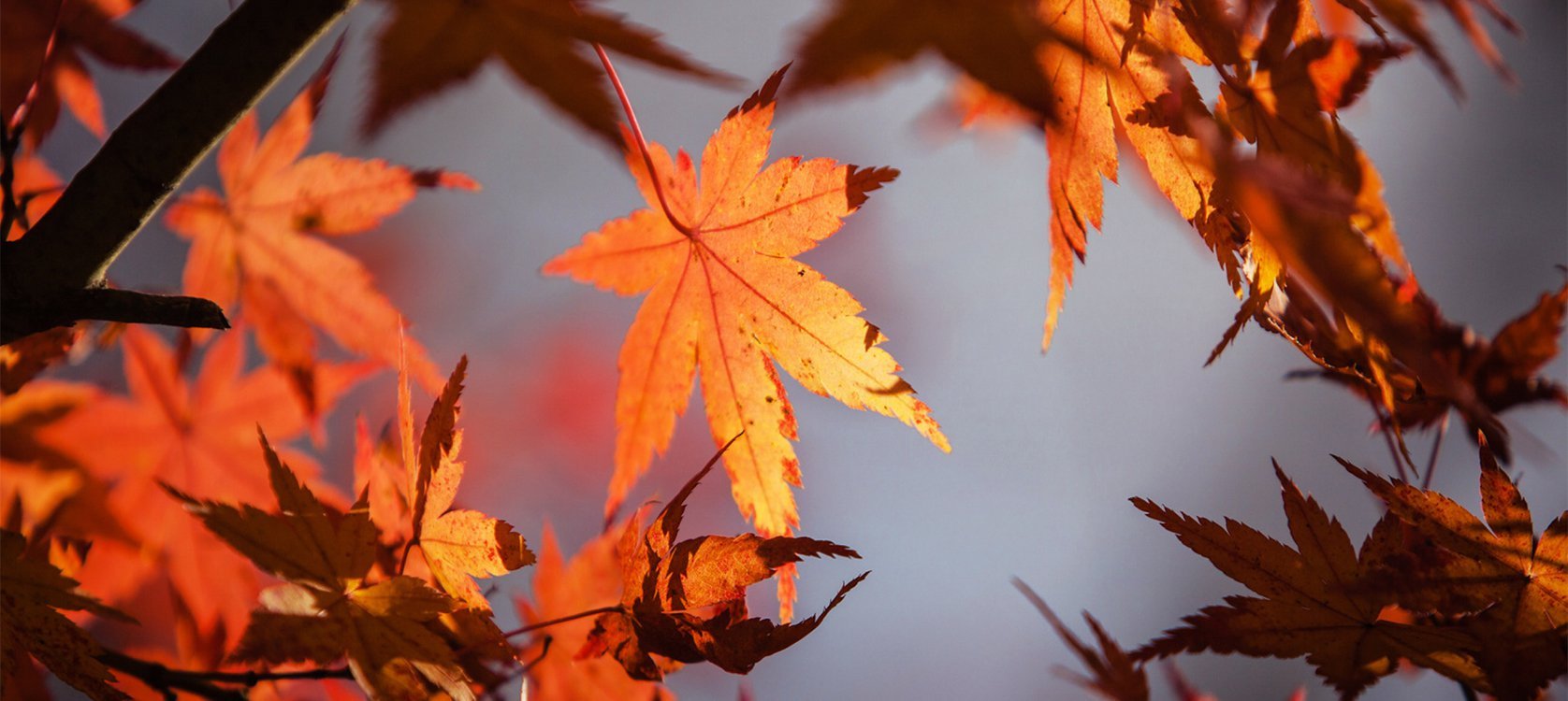 Autumn_newsletter_banner.width-1676