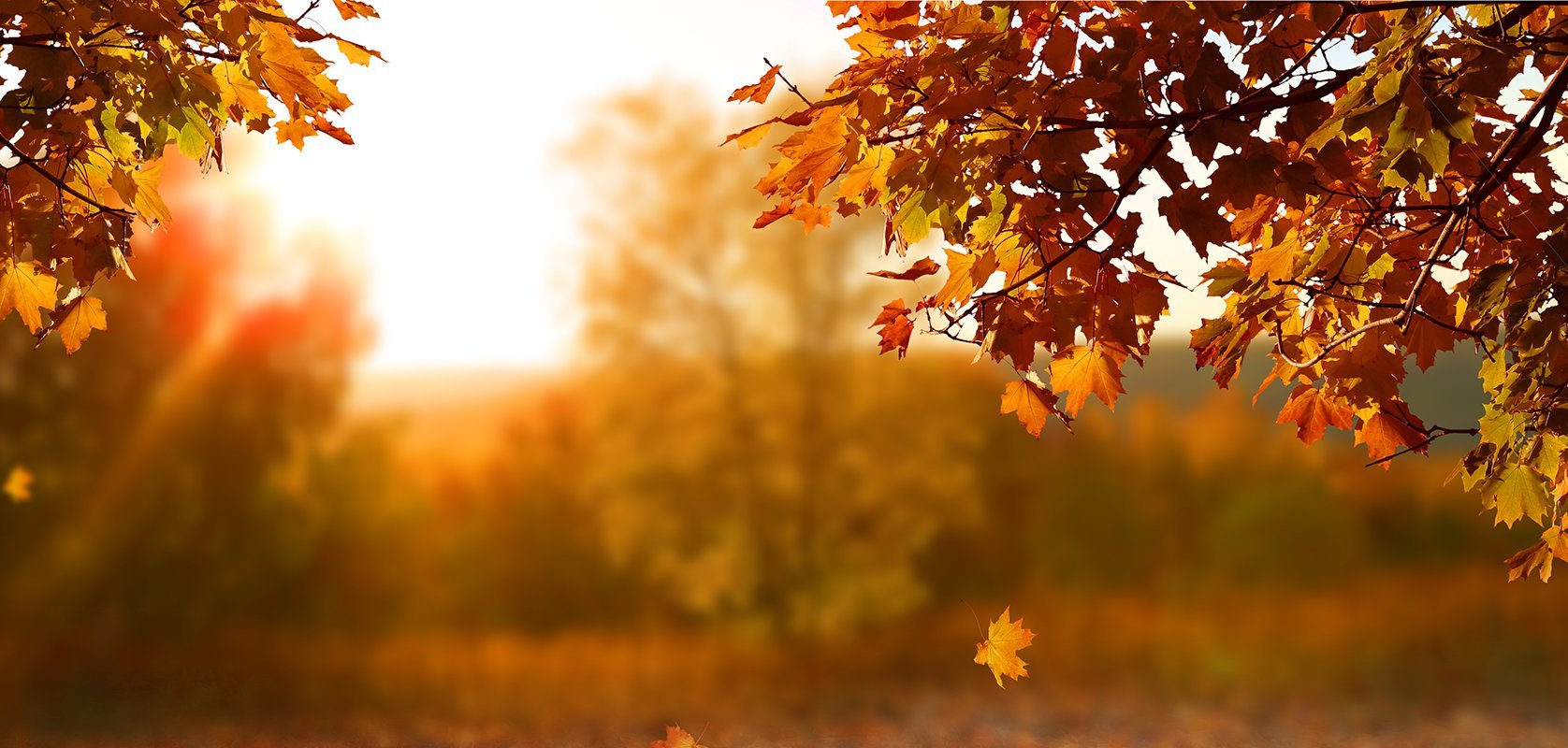 PLC_Autumn_Banner.width-1676